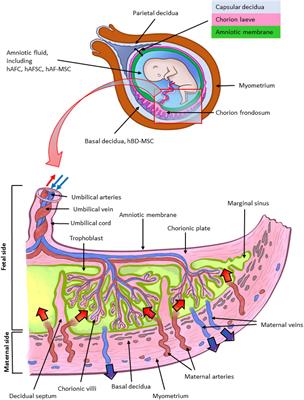 Perinatal Derivatives: Where Do We Stand? A Roadmap of the Human Placenta and Consensus for Tissue and Cell Nomenclature